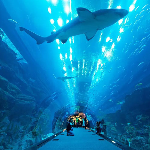 dubai-mall-aquarium